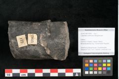 Foto (Objekt + Etikett) von Calamites communis Ettingshausen (NHMW-GEO-2024-0188-10965)